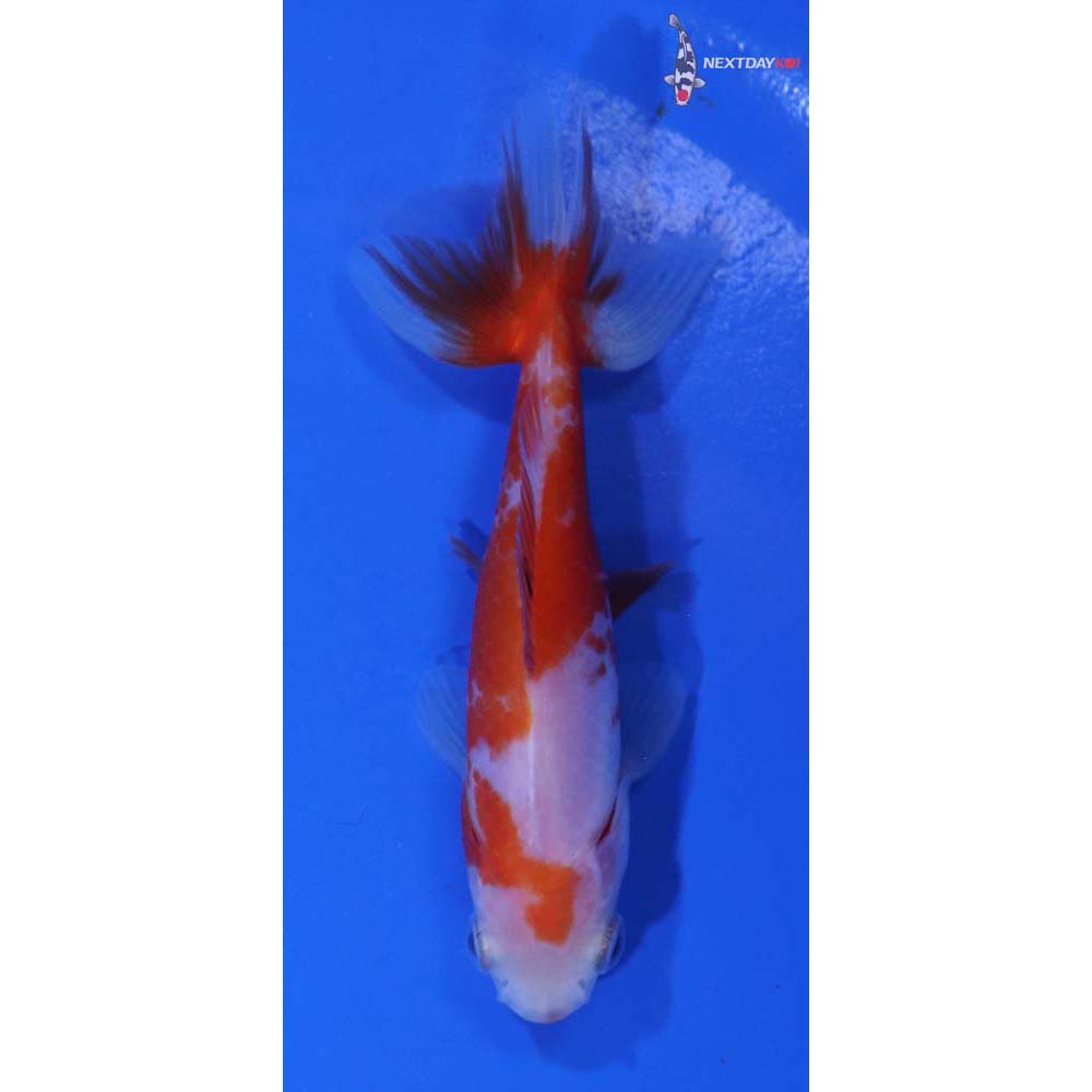 3.5” Imported Red and White Wakin