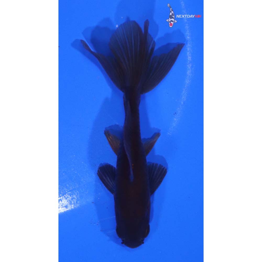 3.5” Imported Black Wakin