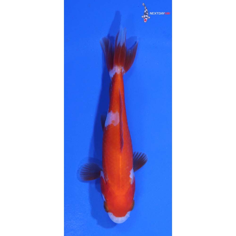 3.5” Imported Red and White Wakin