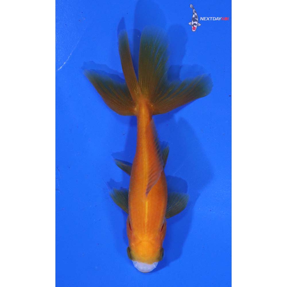 3.5” Imported Yellow and White Wakin