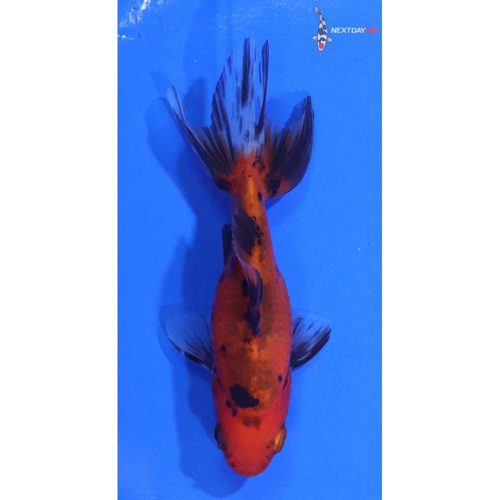3.5” Imported Calico Wakin