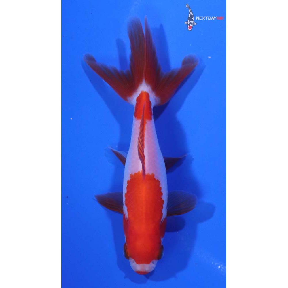 3.5” Imported Red and White Wakin