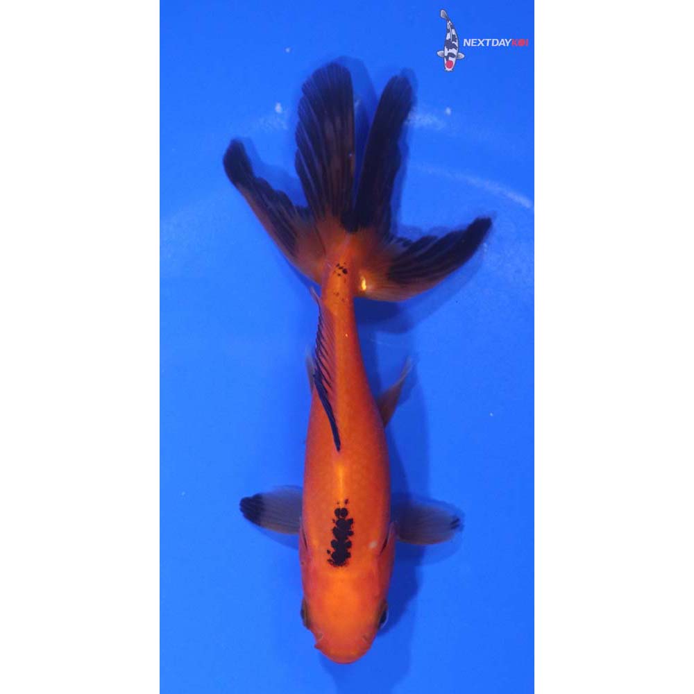 4.5” Imported Red and Black Wakin