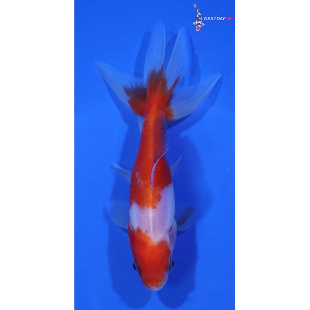 3.5” Imported Red and White Wakin