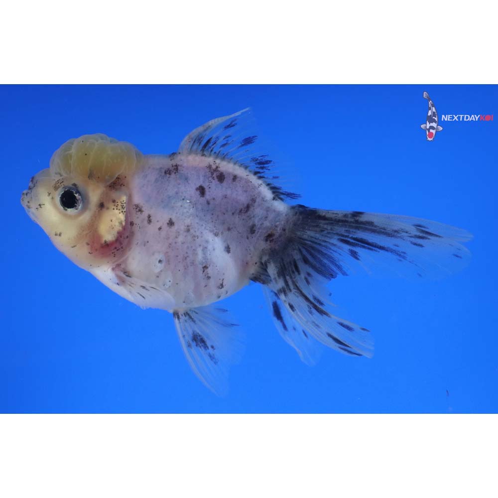 4” Imported Calico Oranda