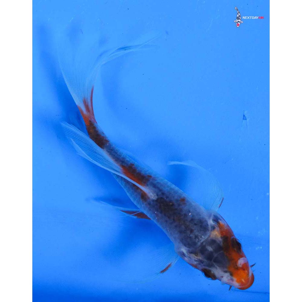 4” Imported Asagi Butterfly Koi