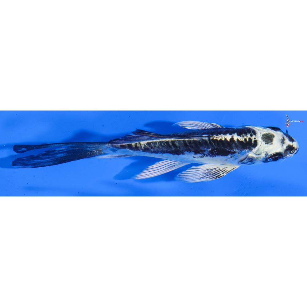 4” Imported Kikokuryu Butterfly Koi
