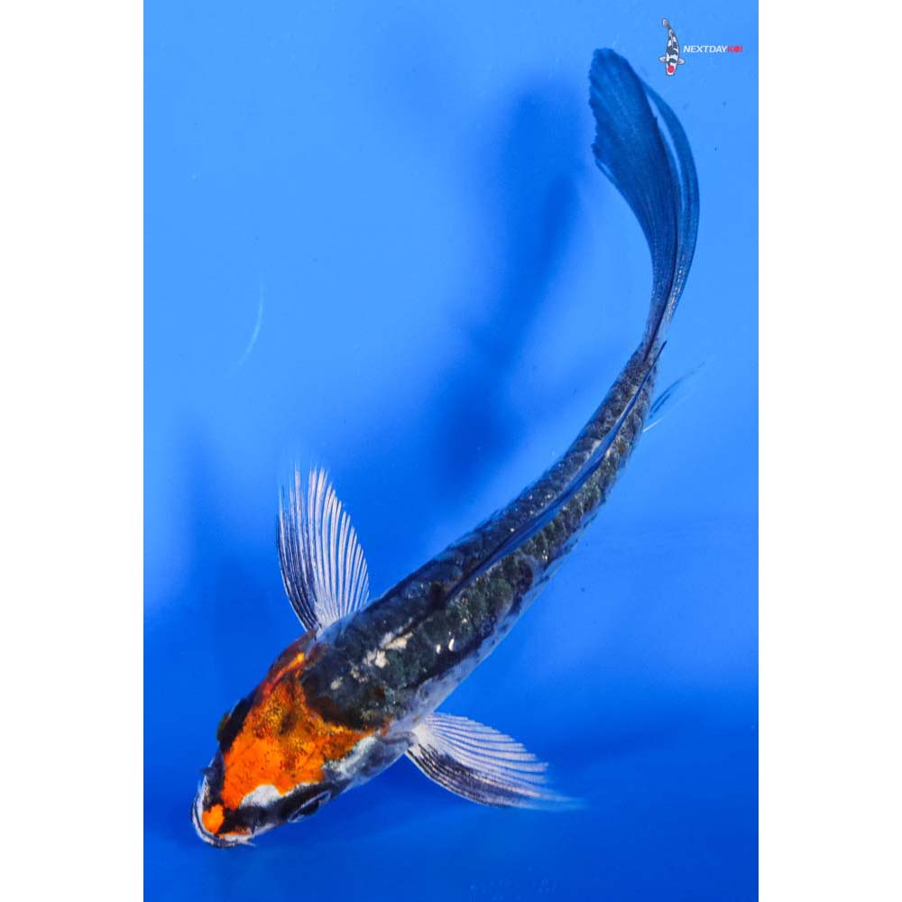 4” Imported Armor Scaled Kujaku Butterfly Koi
