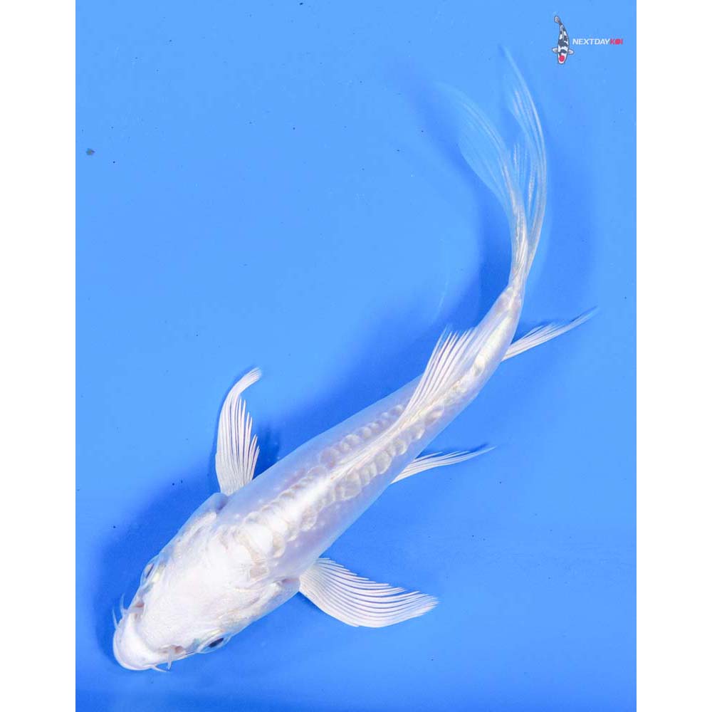 4” Imported Doitsu Platinum Ogon Butterfly Koi