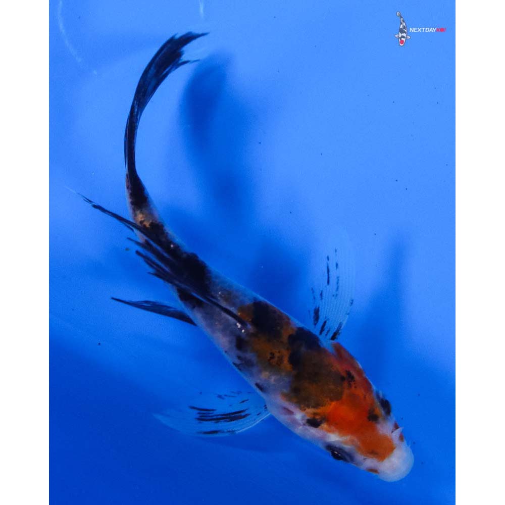 3.5” Imported Sanke Butterfly Koi