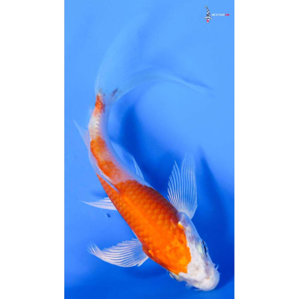 4” Imported Hariwake Butterfly Koi