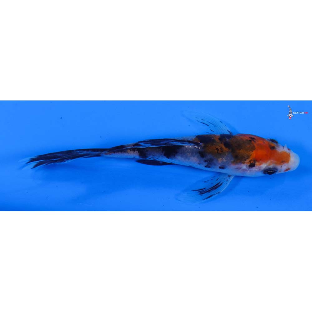 3.5” Imported Sanke Butterfly Koi