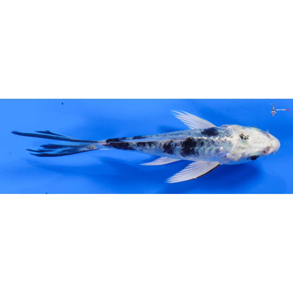 4” Imported Armor Scaled Gin Shiro Bekko Butterfly Koi