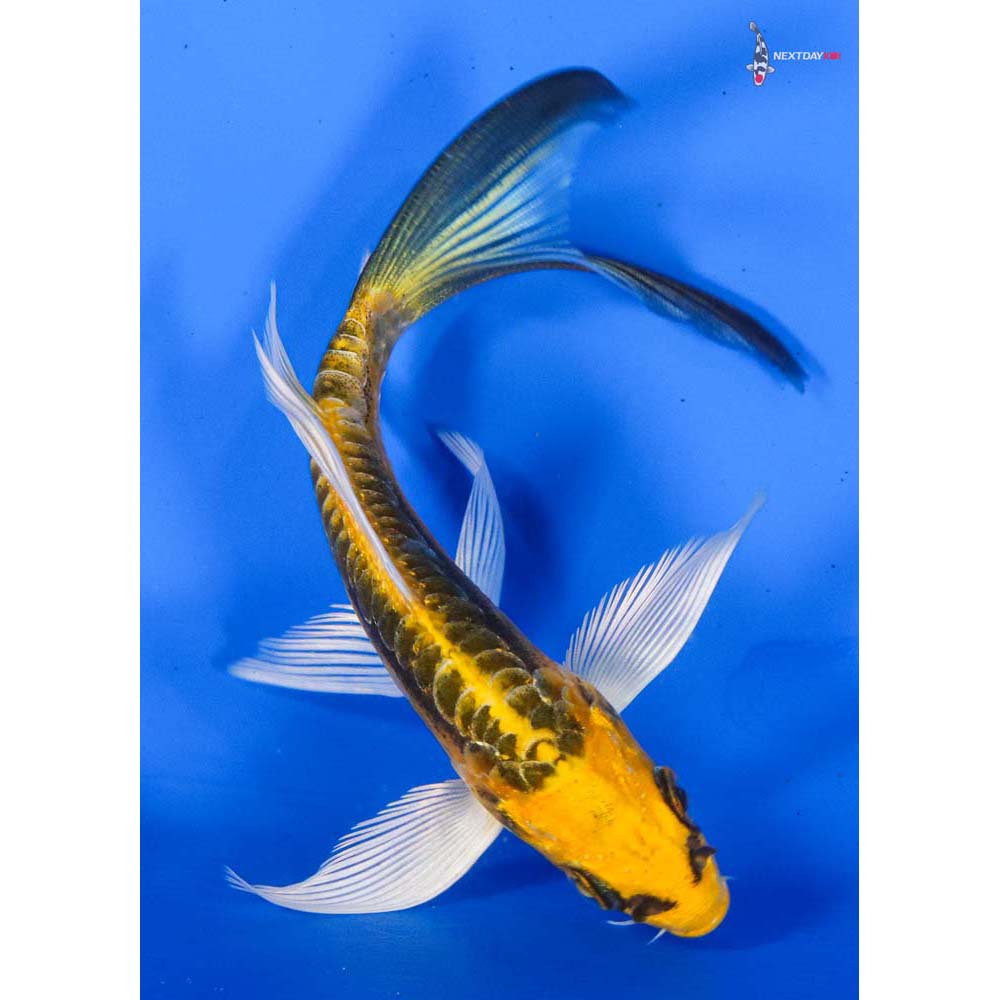 4.5” Imported Kin Kikokuryu Butterfly Koi