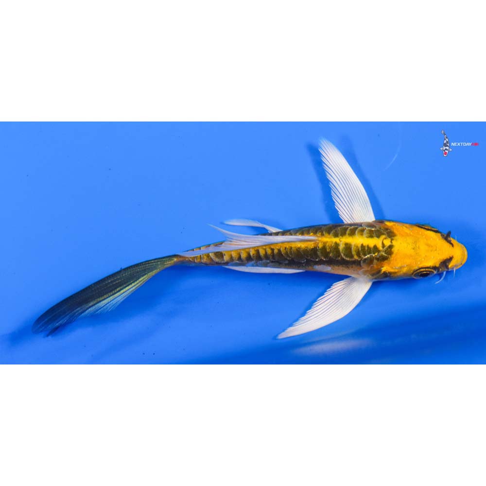 4.5” Imported Kin Kikokuryu Butterfly Koi