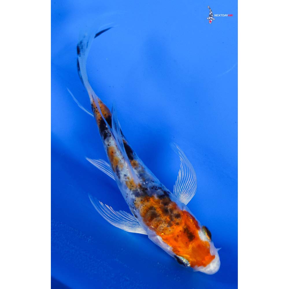 4” Imported Heisei Nishiki Butterfly Koi