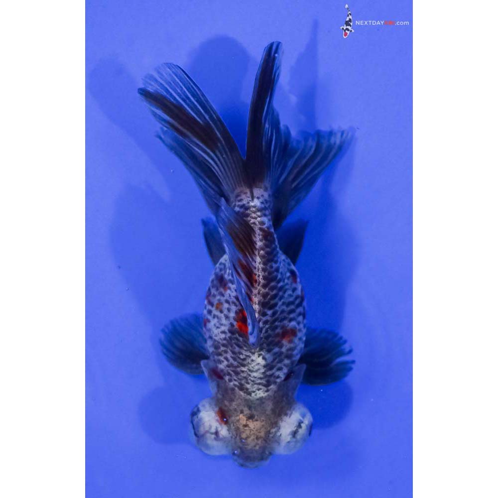 5” Imported Calico Butterfly Tail