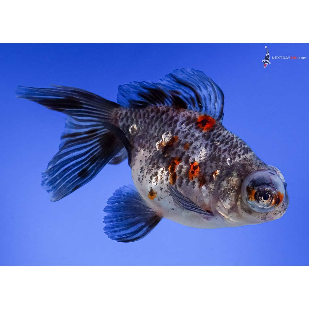 5” Imported Calico Butterfly Tail