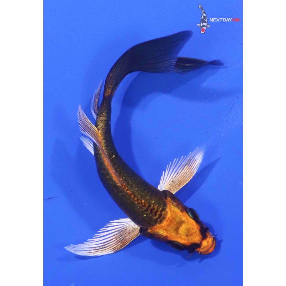 3.5” Imported Orenji Matsuba Butterfly Koi