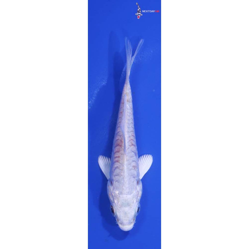 3” Imported Armor Scaled Platinum Ogon