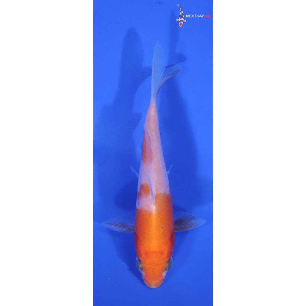 3” Imported Kohaku