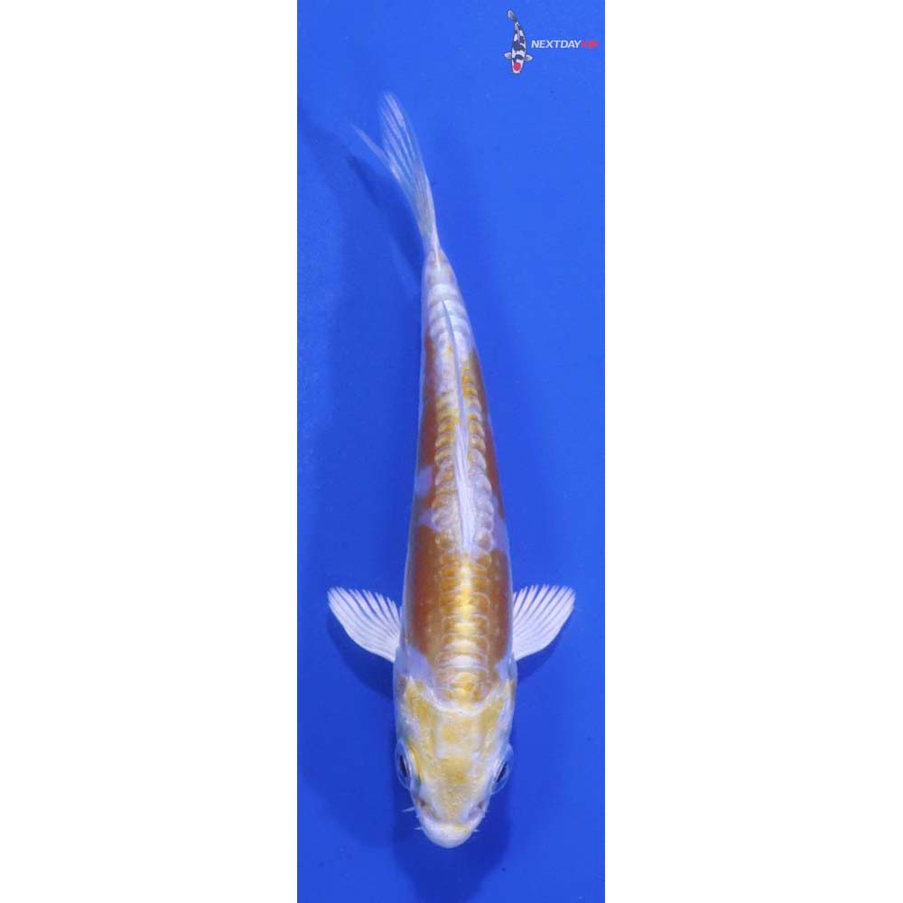 3” Imported Doitsu Lemon Hariwake
