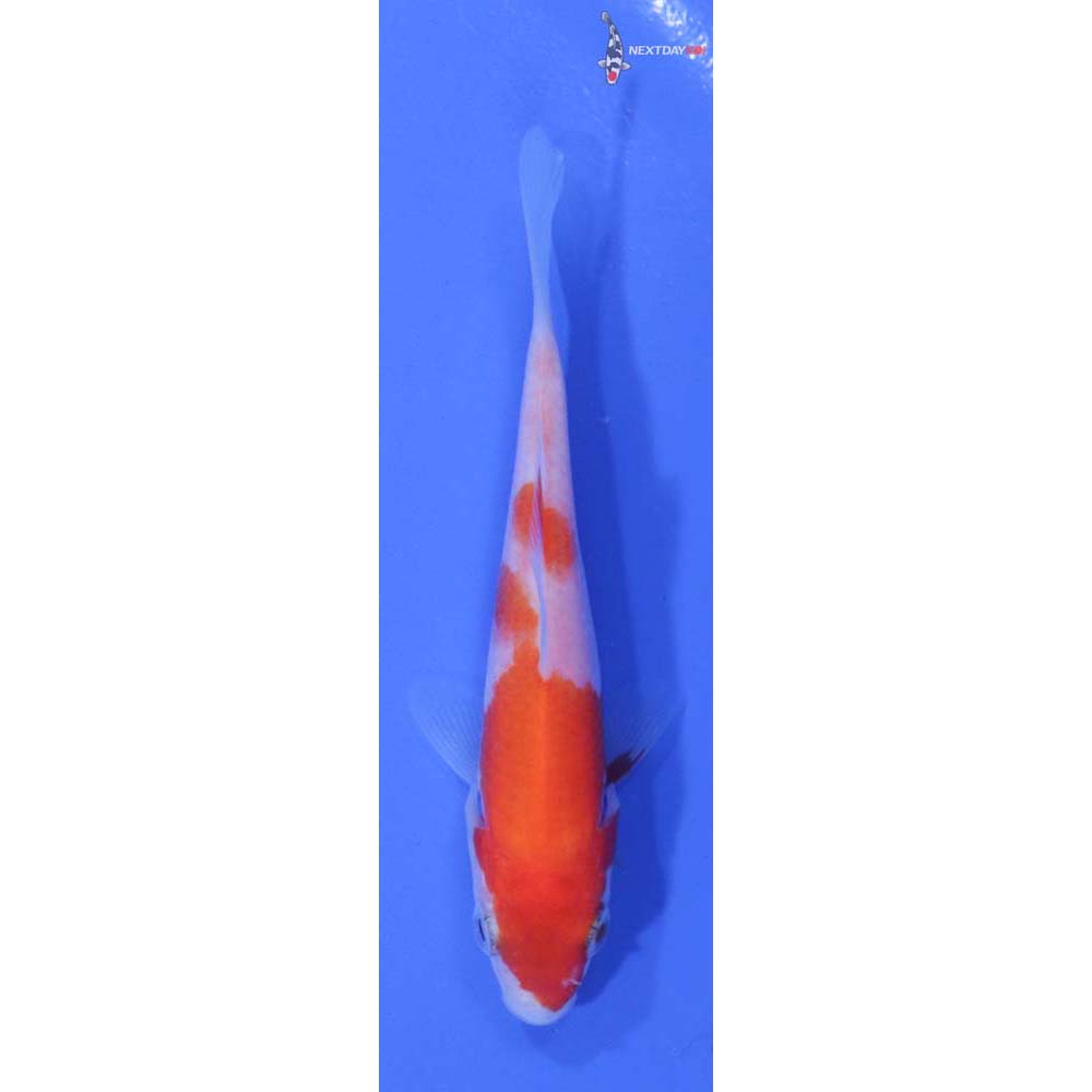 3” Imported Kohaku