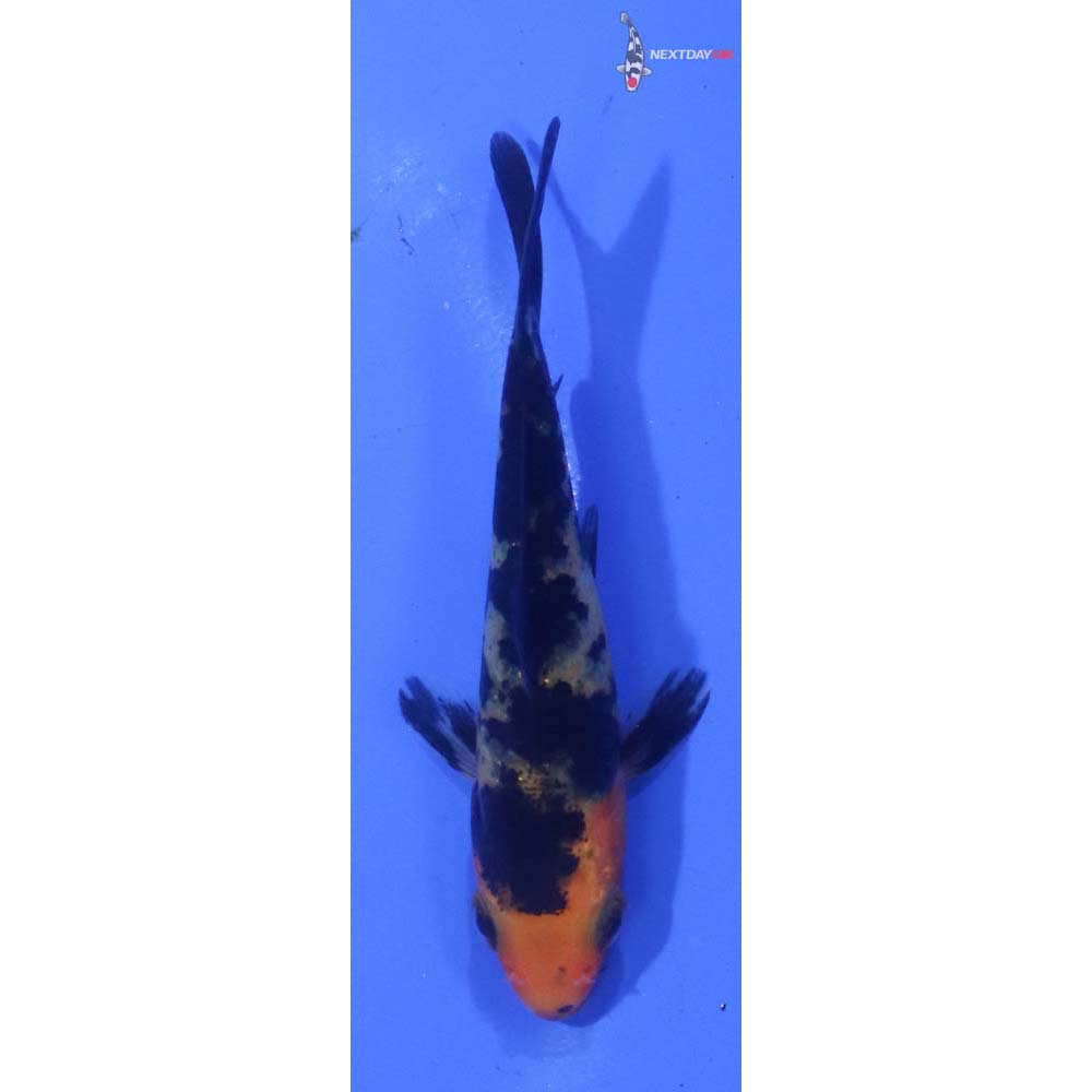 3” Imported Aka Bekko