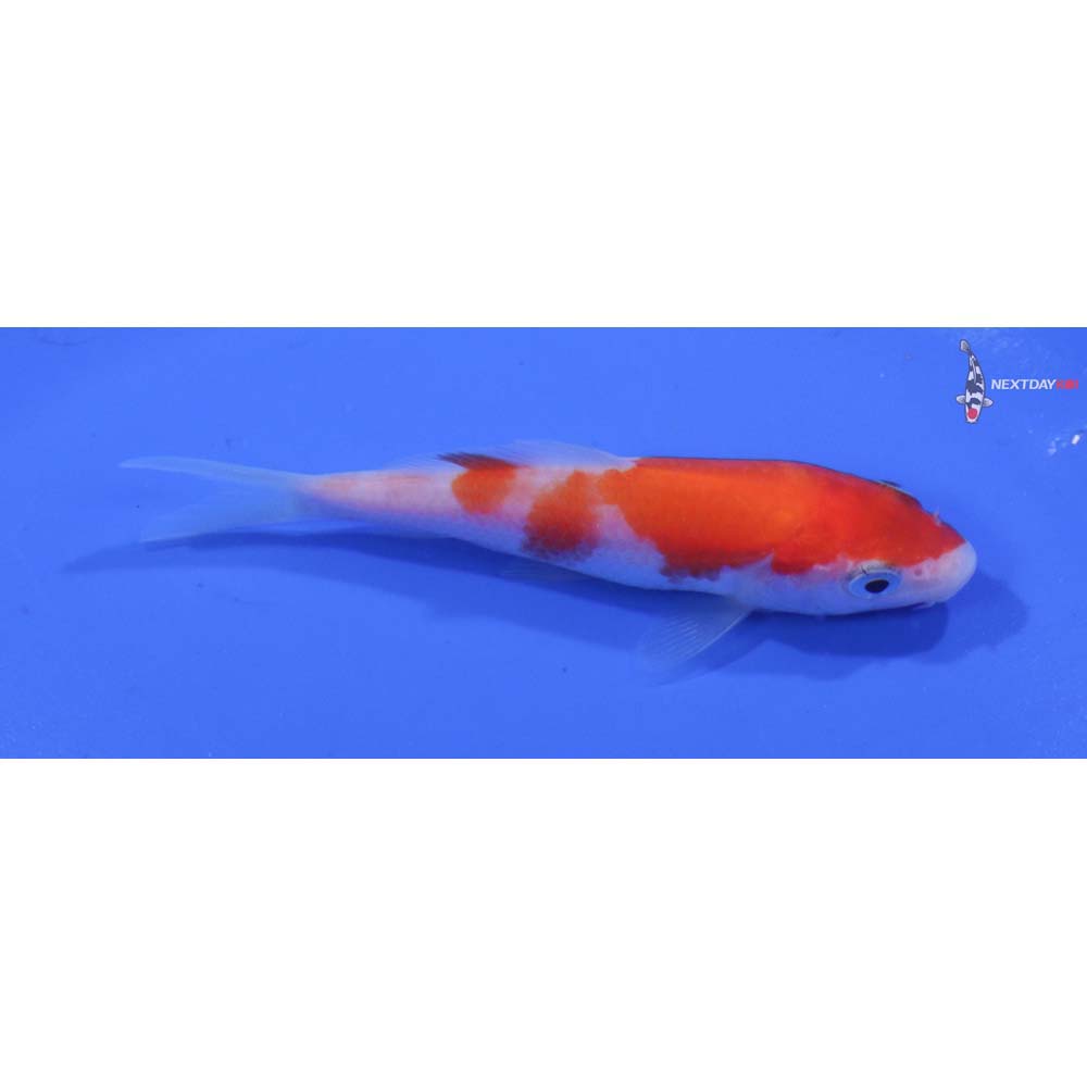 3” Imported Kohaku