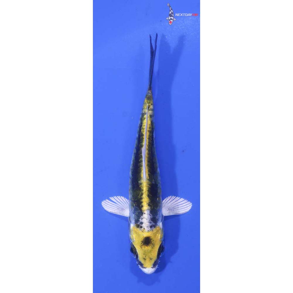 3.5” Imported Kin Kikokuryu