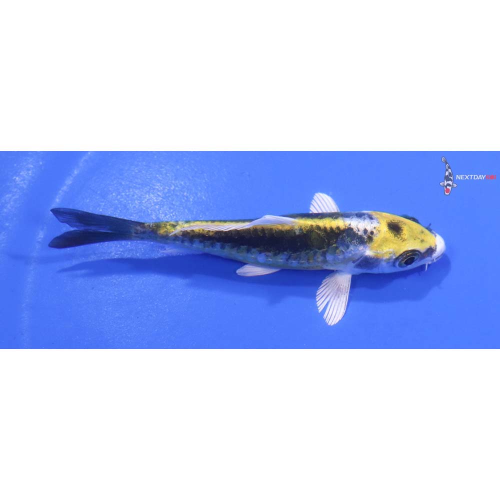 3.5” Imported Kin Kikokuryu