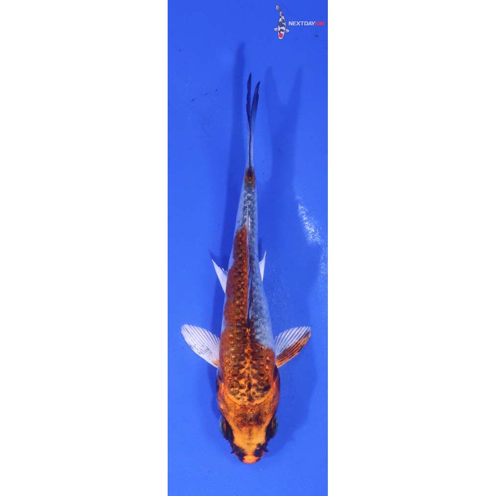 3.5” Imported Kujaku