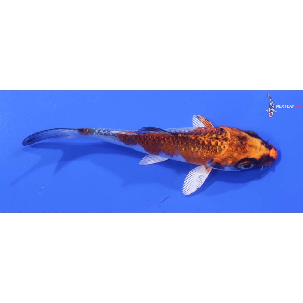 3.5” Imported Kujaku