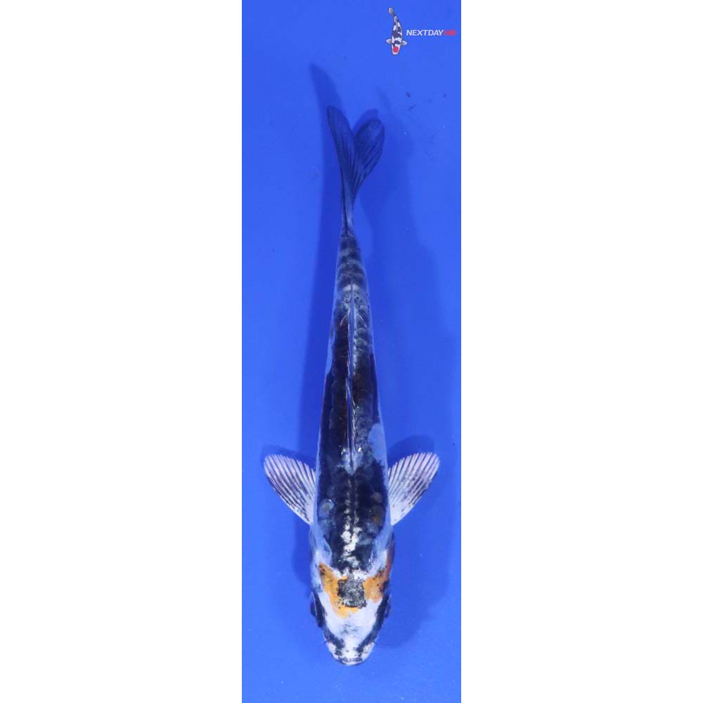3.5” Imported Kin Kikokuryu