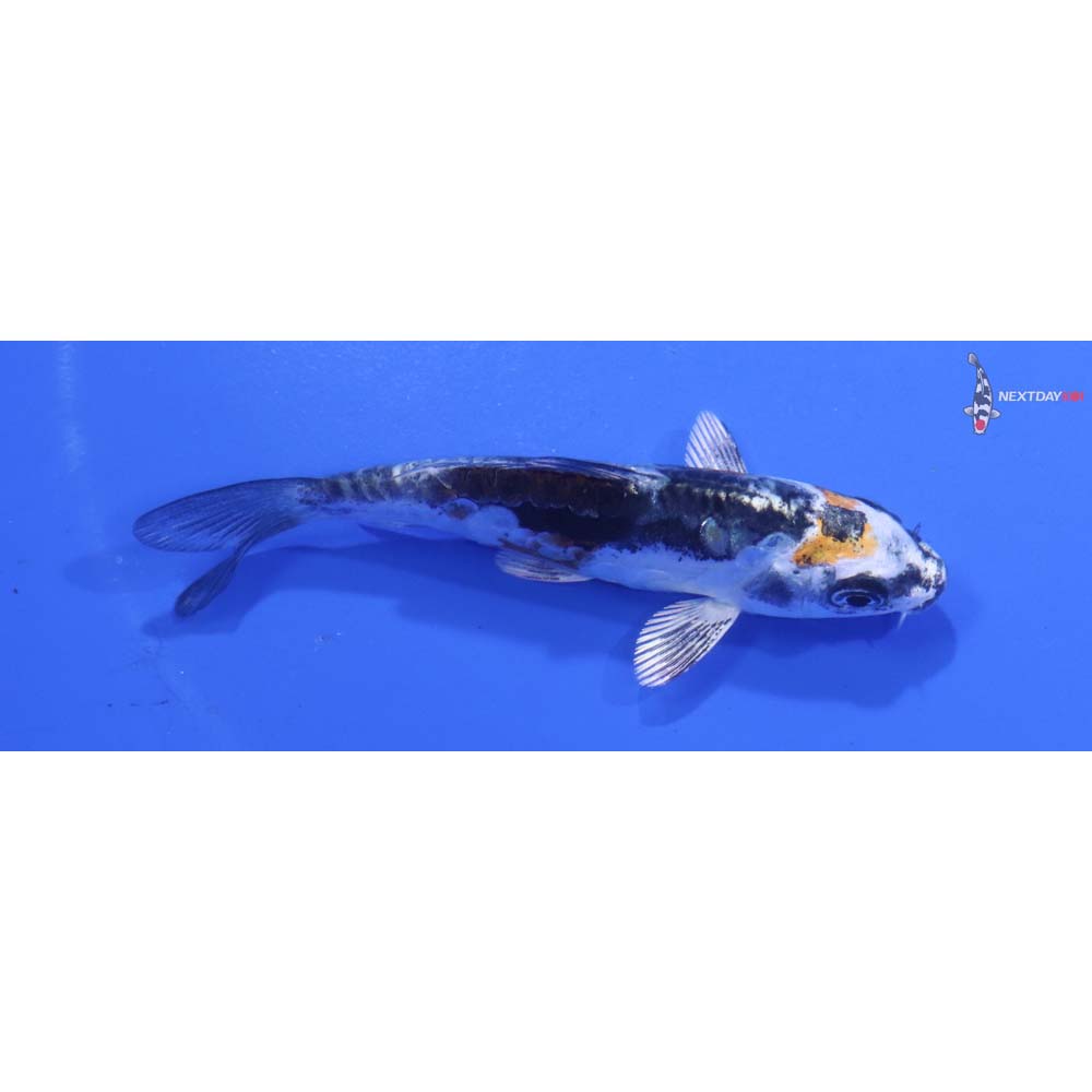 3.5” Imported Kin Kikokuryu