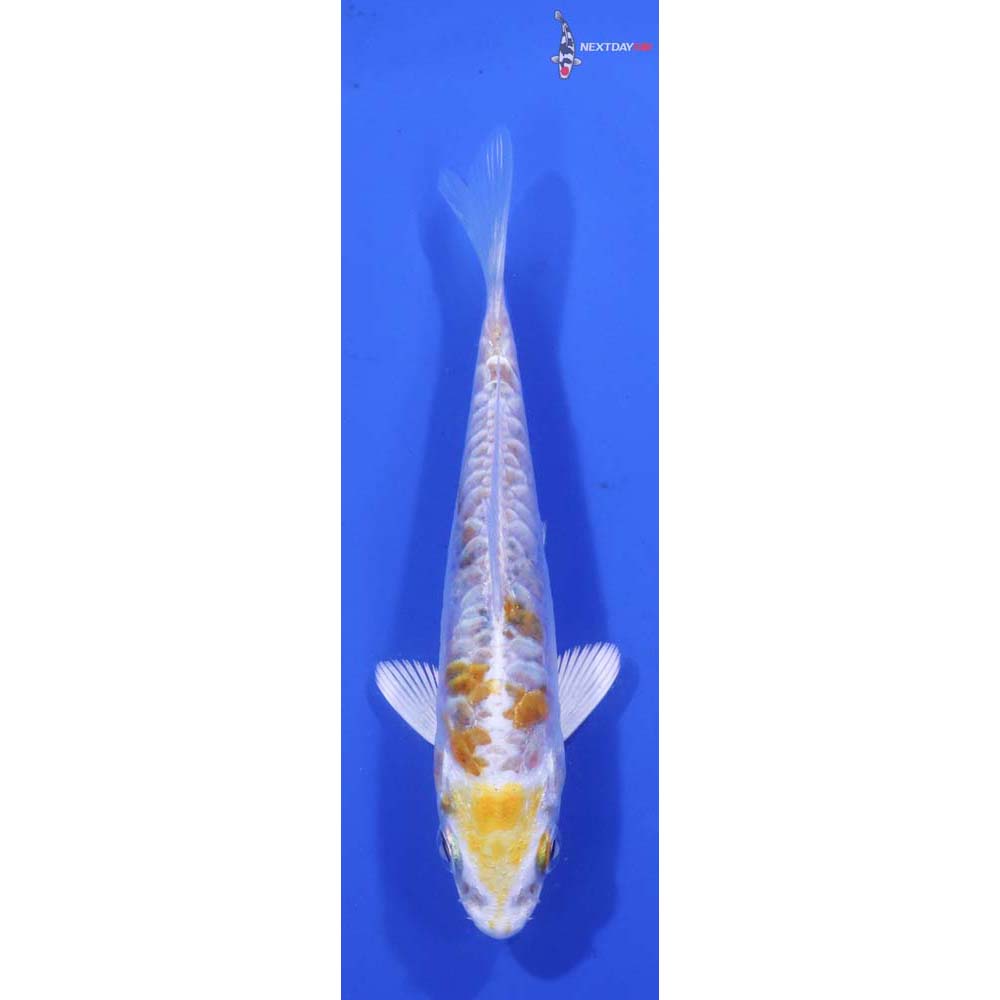 3.5” Imported Doitsu Lemon Hariwake