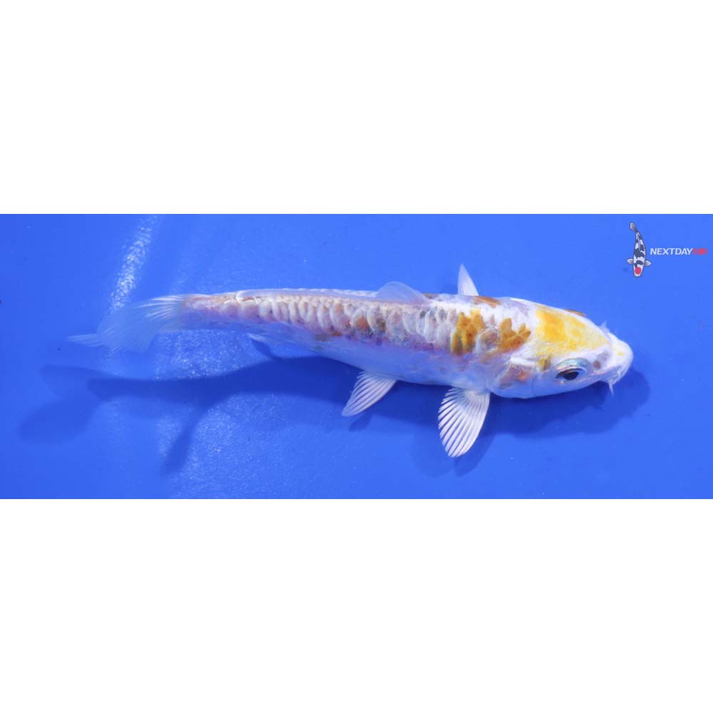 3.5” Imported Doitsu Lemon Hariwake