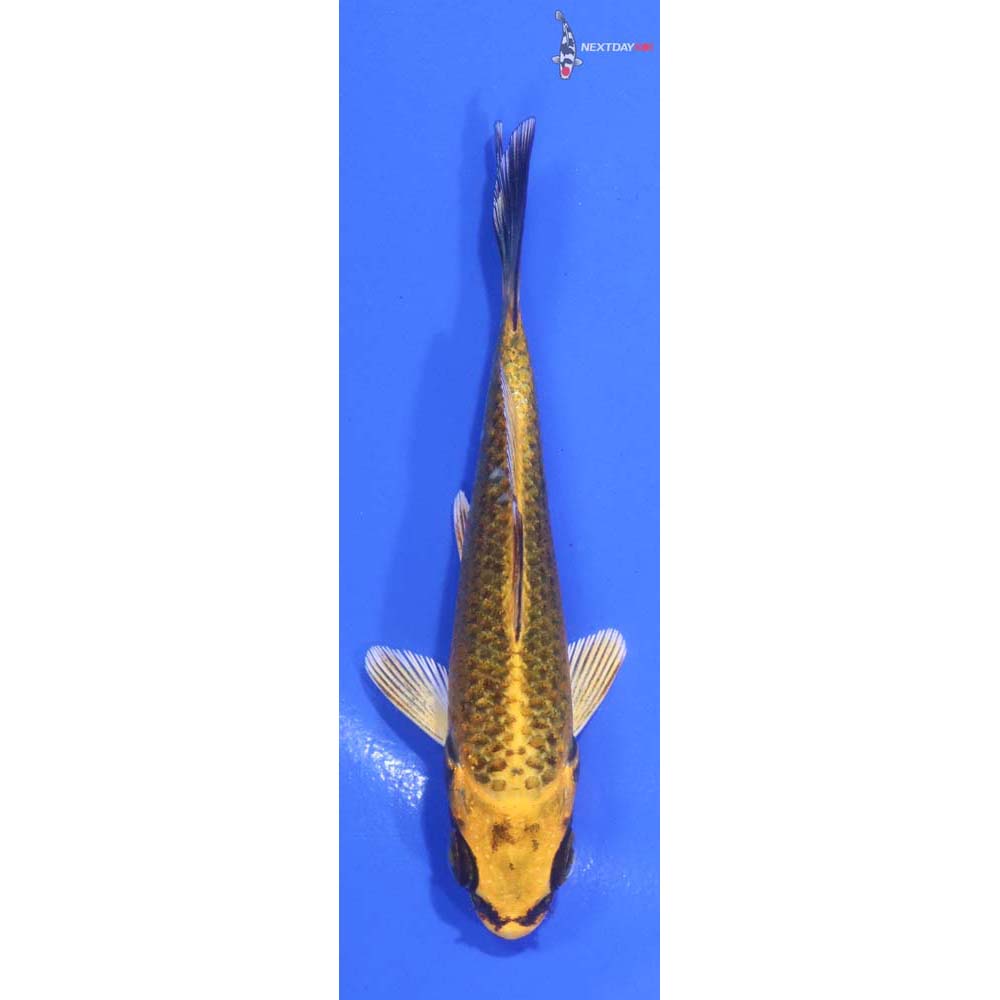 3.5” Imported Ki Matsuba