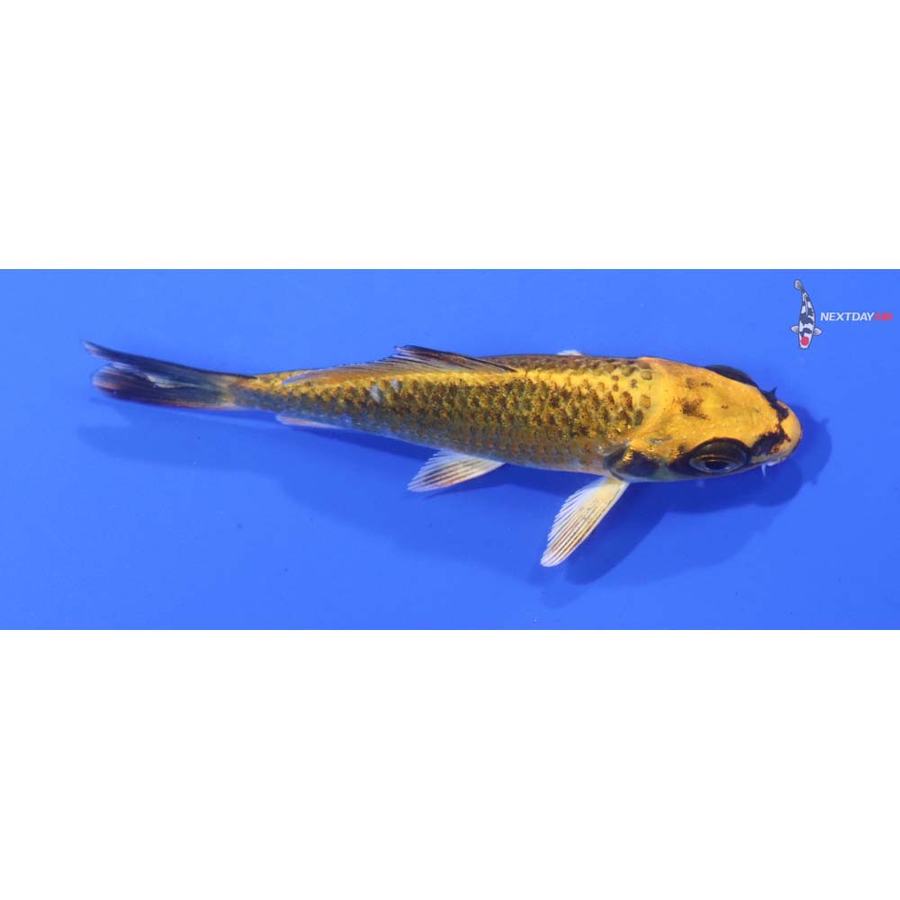 3.5” Imported Ki Matsuba