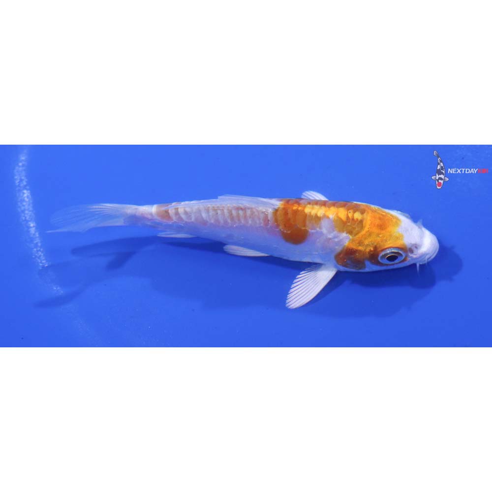 3” Imported Kikusui