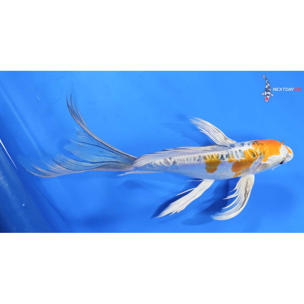 9.5” Imported Doitsu Kujaku Butterfly Koi