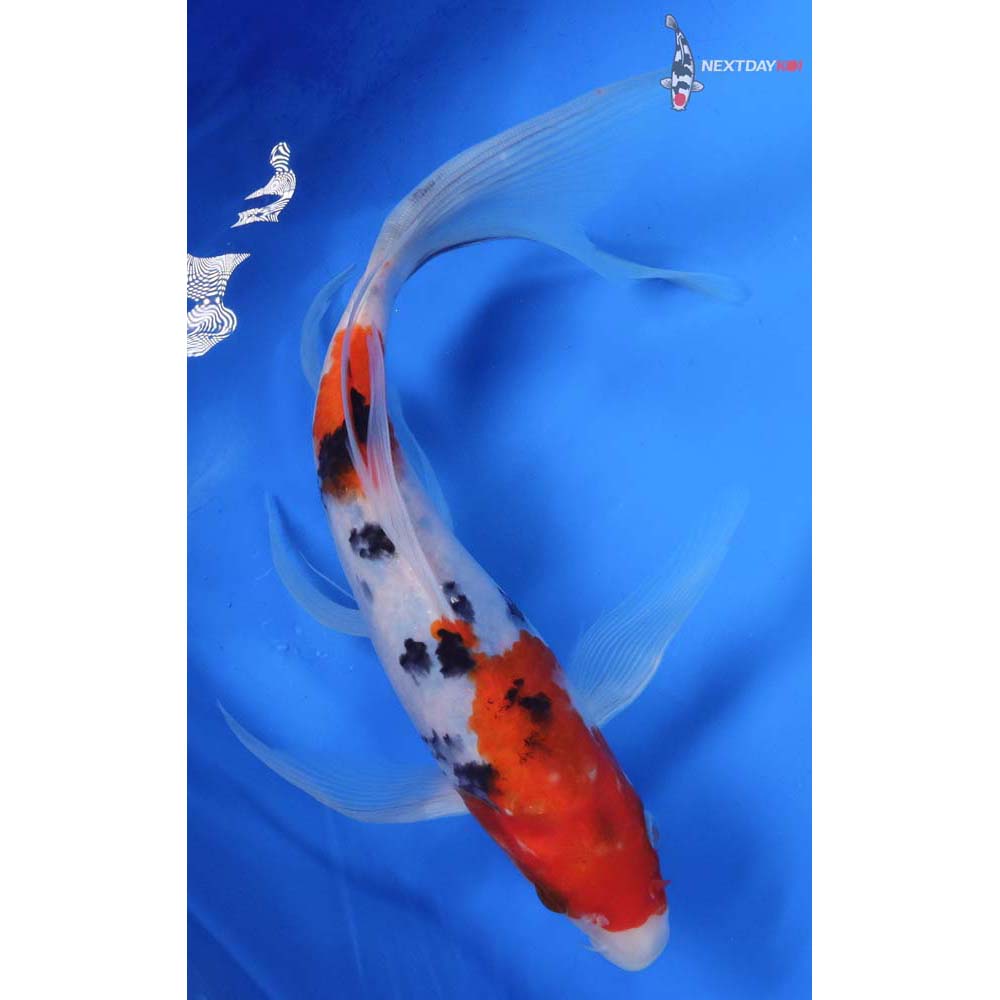 9.5” Imported Sanke Butterfly Koi