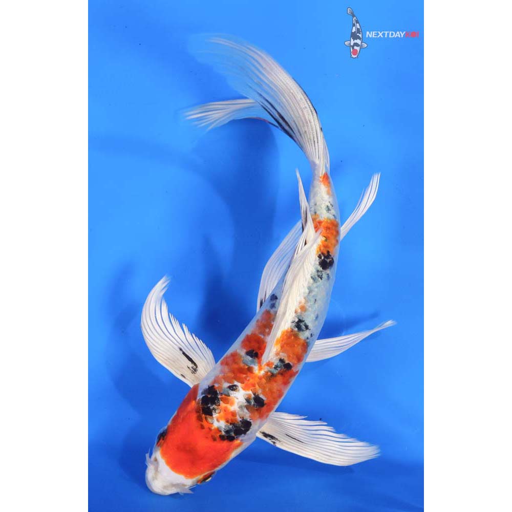 9” Imported Yamato Nishiki Butterfly Koi