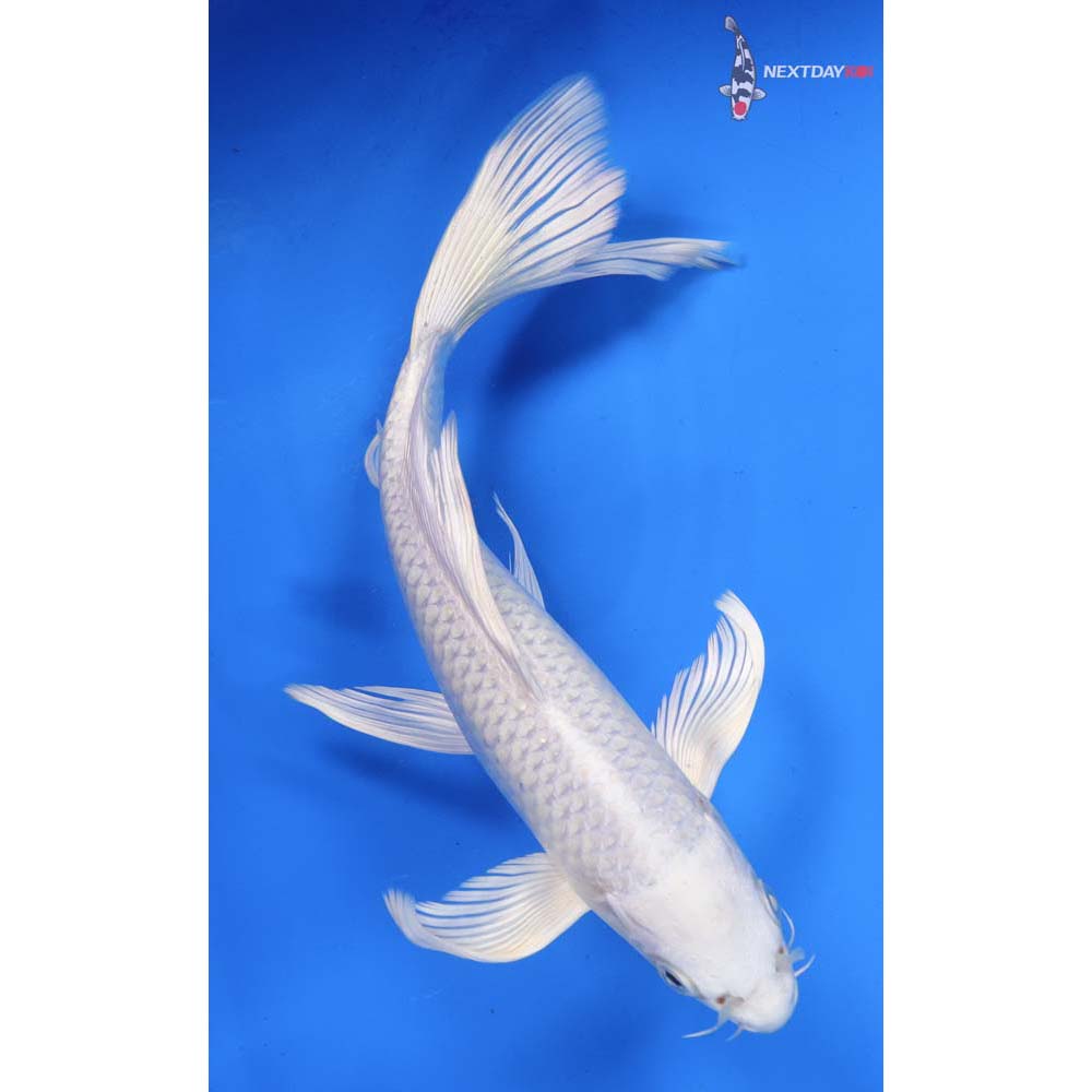 9” Imported Platinum Ogon Butterfly Koi