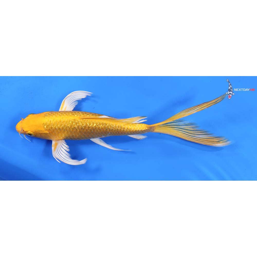 9” Imported Gin Rin Yamabuki Ogon Butterfly Koi