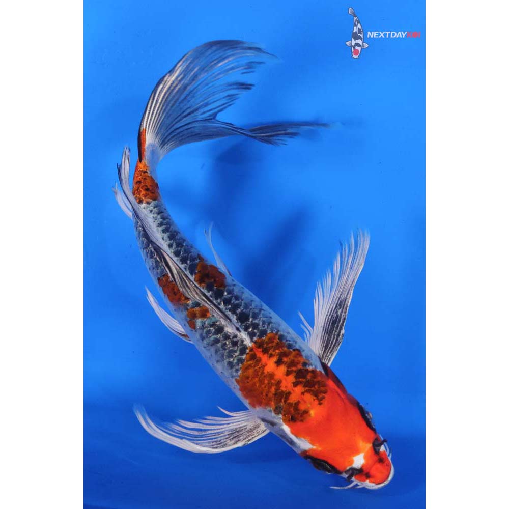 9” Imported Kujaku Butterfly Koi