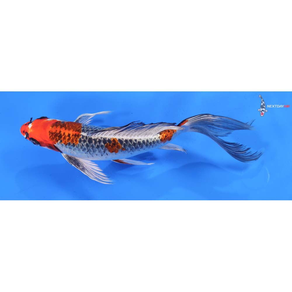 9” Imported Kujaku Butterfly Koi