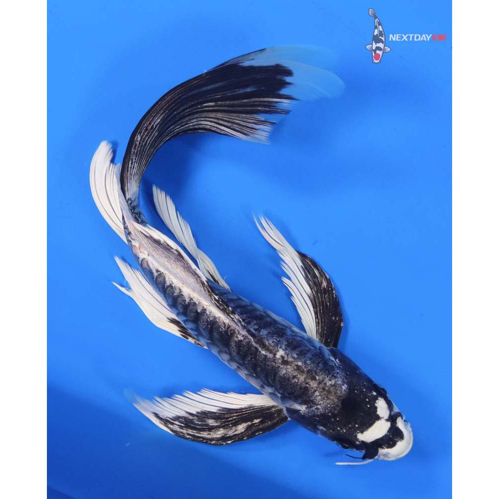 10.5” Imported Armor Scaled Gin Matsuba Butterfly Koi