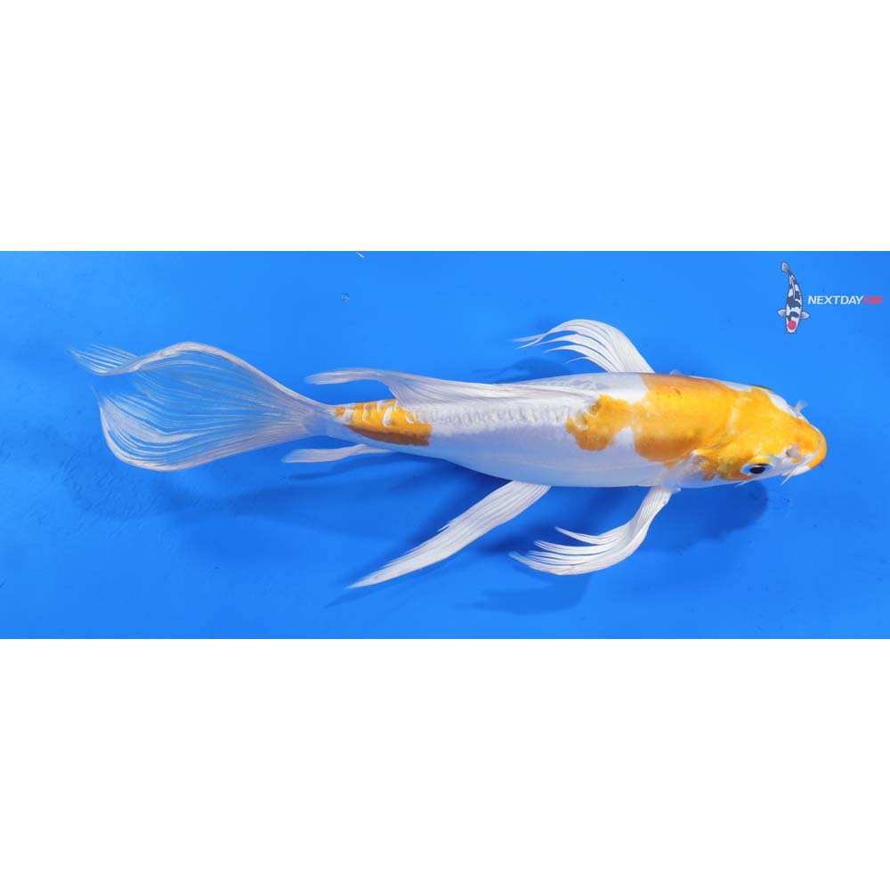 8.5” Imported Doitsu Lemon Hariwake Butterfly Koi