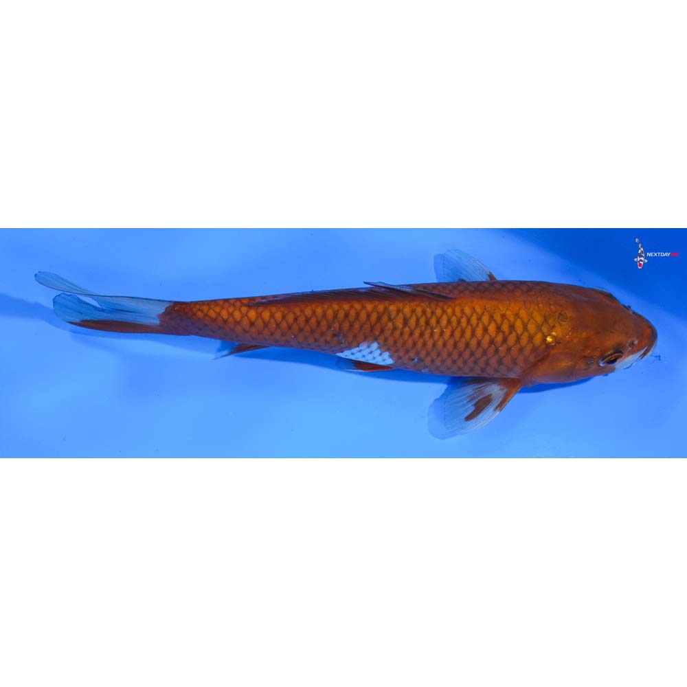 9” Imported Ochiba Shigure